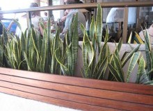 Kwikfynd Indoor Planting
leonay