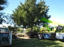 Kwikfynd Tree Management Services
leonay